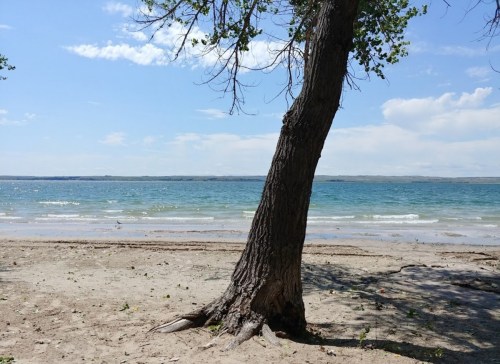 A tree leans over a sandy beach by a calm lake under a clear blue sky with scattered clouds.