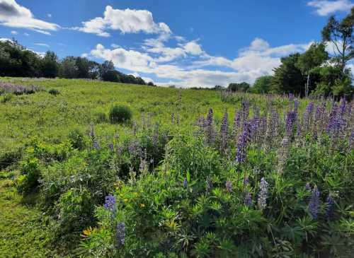 A vibrant field of purple flowers under a blue sky with fluffy clouds, surrounded by greenery and trees.