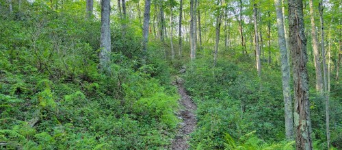 A narrow dirt path winds through a lush green forest with tall trees and ferns on either side.