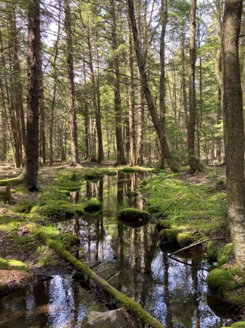 A serene forest scene with tall trees, lush green moss, and a calm stream reflecting the surroundings.