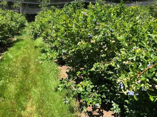 A sunny blueberry farm with lush green bushes full of ripe blueberries and a grassy path between the rows.