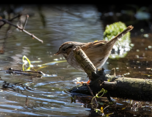A small bird stands on a log near water, surrounded by rippling reflections and greenery.