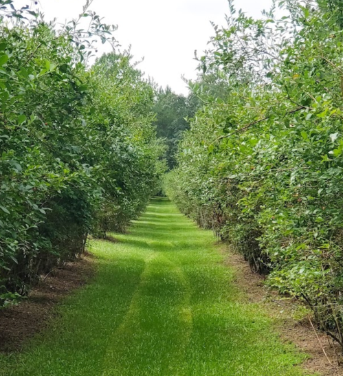 A lush green pathway lined with trees, leading through a vibrant orchard under a bright sky.