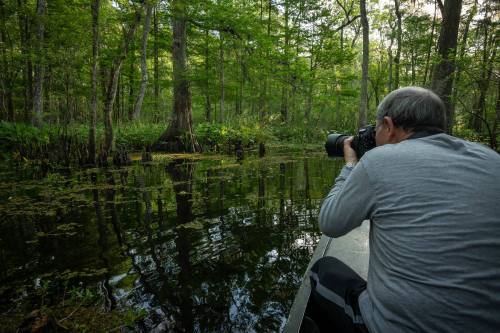 A photographer captures images in a serene swamp, surrounded by lush greenery and reflections in the water.