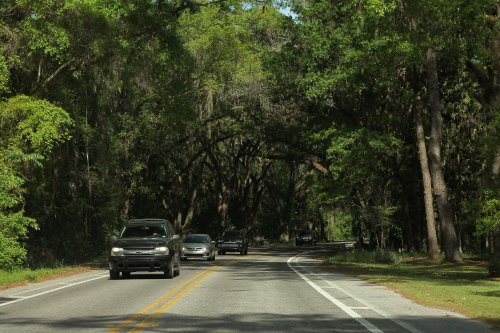 A scenic road lined with lush trees, with several cars driving along a winding path under a green canopy.