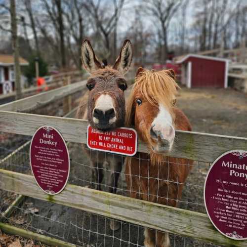 Two friendly donkeys peering through a wooden fence, with signs warning against feeding them carrots.