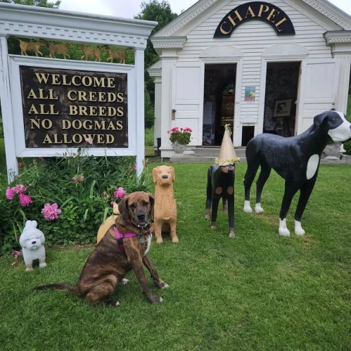 A dog sits in front of a chapel with a sign welcoming all breeds, surrounded by colorful flowers and playful dog statues.