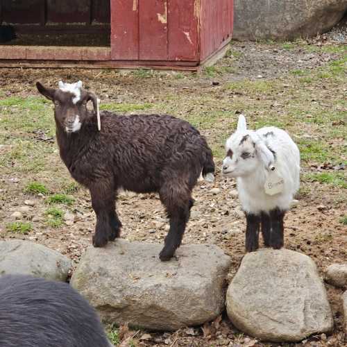 Two goats, one brown and one white, stand on rocky ground near a red barn.