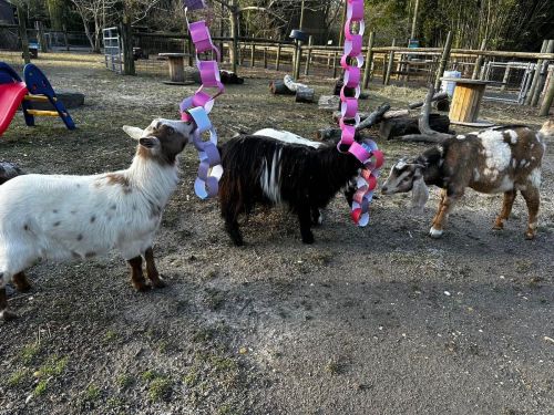 Three goats in a playground area, interacting with colorful paper chains hanging nearby.