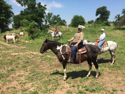 Two people on horseback in a grassy field with cows in the background under a clear blue sky.