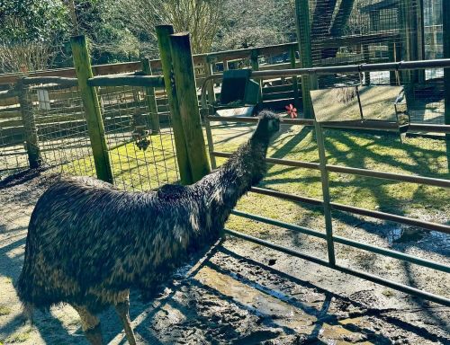 An emu stands near a fence in a farmyard, surrounded by grass and wooden structures. Sunlight casts shadows on the ground.