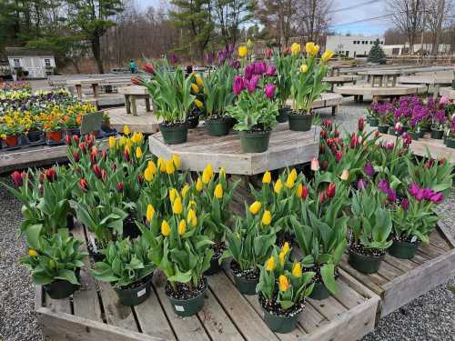 Colorful pots of tulips in yellow, pink, and purple arranged on wooden tables at a flower market.