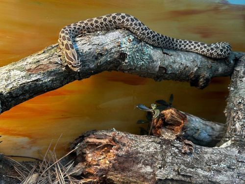 A patterned snake resting on a branch, with a colorful background of orange and yellow hues.