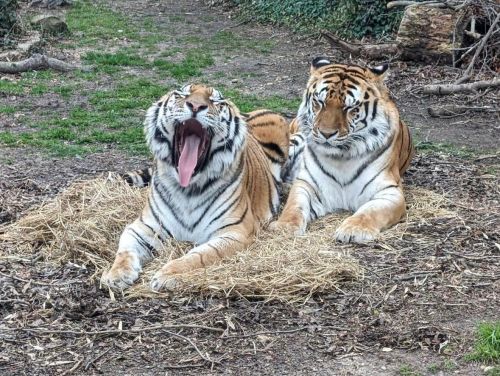 Two tigers resting on hay, one yawning widely while the other looks calmly at the camera.