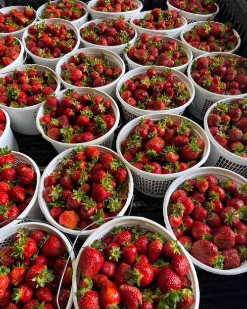 Baskets filled with fresh, ripe strawberries, showcasing vibrant red fruit and green leaves.