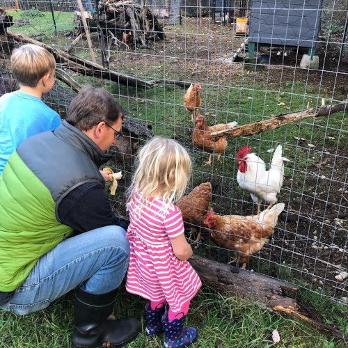 A man and two children feed chickens in a fenced area with a coop in the background.