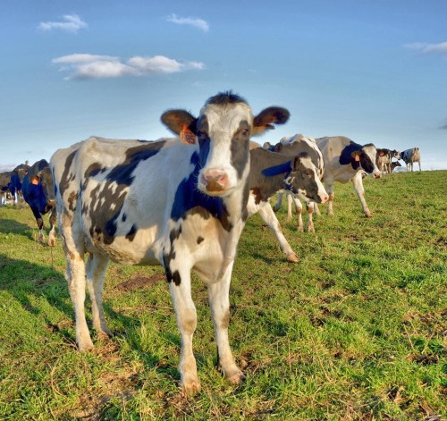A group of cows grazing in a green field under a blue sky with a few clouds. One cow is in focus in the foreground.