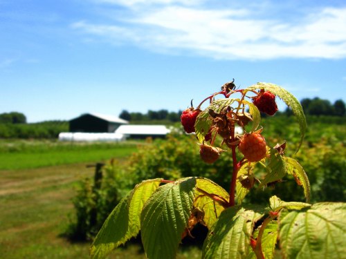Raspberry plant with ripe berries in the foreground, set against a sunny farm landscape and blue sky.