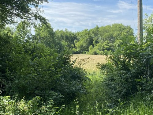 A view through dense greenery leading to a golden field under a blue sky with scattered clouds.