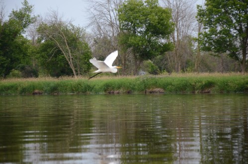 A white bird flies over a calm river, surrounded by green trees and grass.