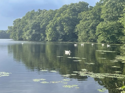 A serene lake surrounded by lush trees, with swans gliding peacefully on the water's surface.