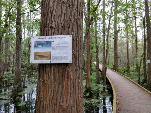 A wooden walkway through a lush swamp, with a sign about Mosquito Fish on a tree. Green foliage surrounds the path.