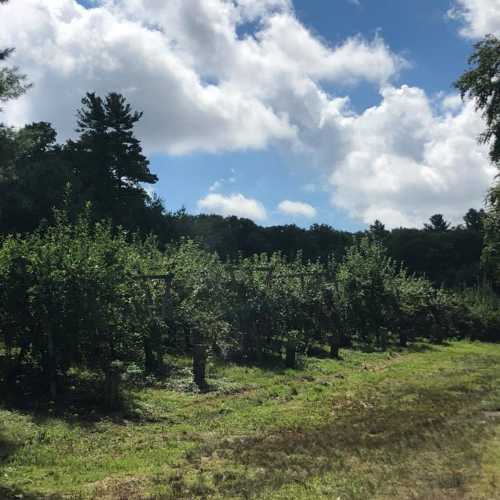 A lush vineyard with rows of grapevines under a partly cloudy blue sky.