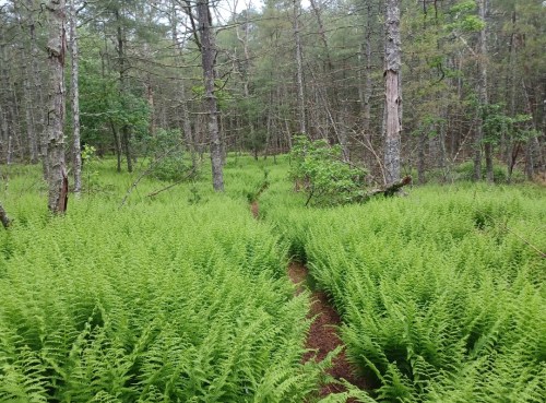 A lush green forest path surrounded by vibrant ferns and tall trees, creating a serene natural setting.