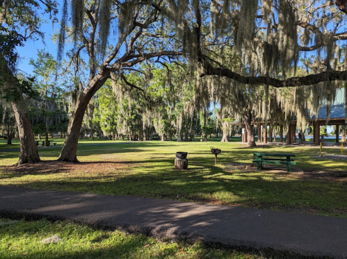 A serene park scene with large trees draped in Spanish moss, a picnic table, and a grill under a clear blue sky.