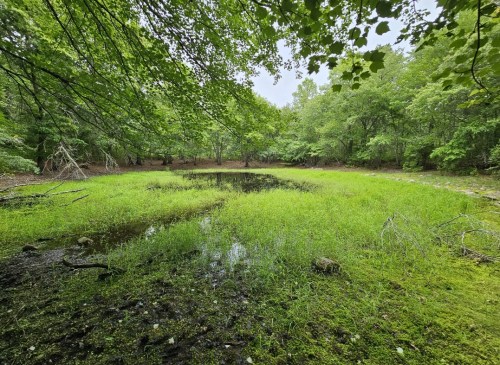 A serene wetland scene with lush green grass and trees surrounding a small, still pond.