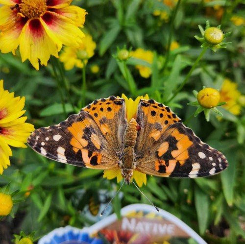 A vibrant orange and black butterfly perched on a bright yellow flower amidst green foliage.