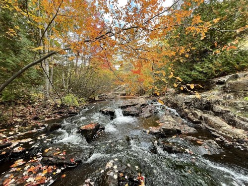 A serene stream flows through a forest, surrounded by vibrant autumn leaves in shades of orange and yellow.