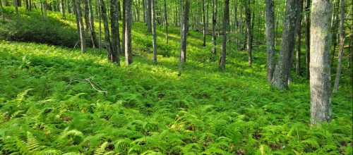 Lush green ferns blanket the forest floor, surrounded by tall trees in a vibrant, sunlit woodland.