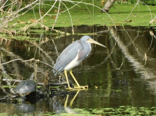 A gray heron stands on a log in a pond, surrounded by green vegetation and reflections in the water.