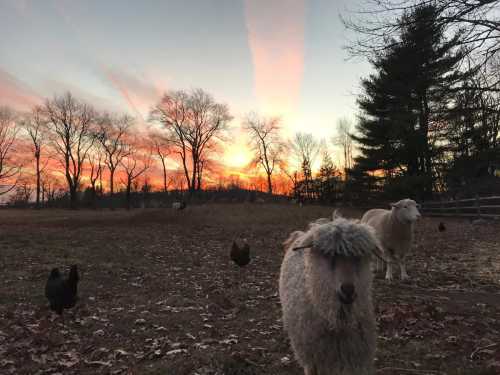 A serene sunset over a farm with sheep and chickens in a field, surrounded by bare trees.