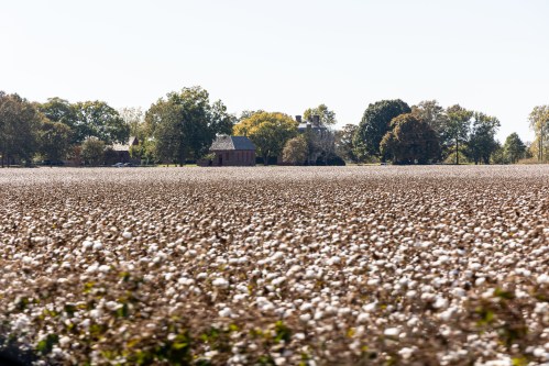 A vast cotton field in bloom, with a brick house and trees in the background under a clear blue sky.