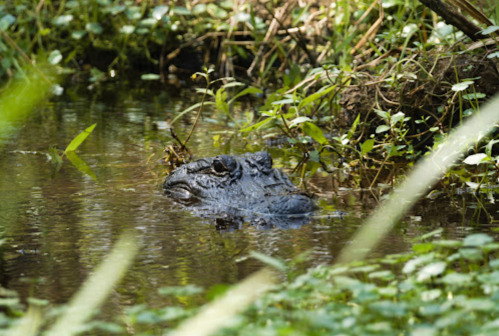 A large frog partially submerged in a shallow, green-tinted pond surrounded by grass and plants.