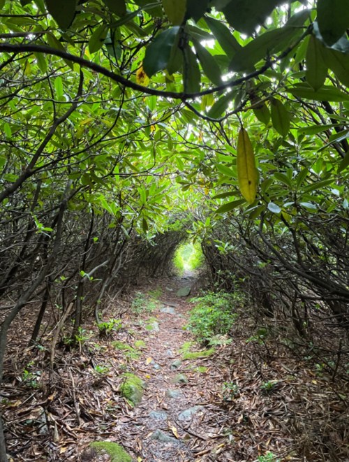 A narrow, winding path through dense greenery, leading to a bright light at the end of a natural tunnel.