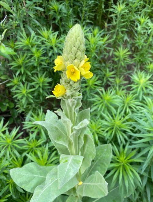 A tall plant with a spike of yellow flowers surrounded by green foliage.