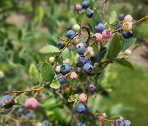 A close-up of blueberry branches with ripe blue and pink berries against a blurred green background.