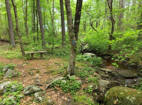 A serene forest scene with a wooden bench, lush greenery, and a small stream flowing among rocks.