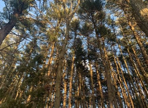 Tall trees reaching towards a clear blue sky, with sunlight filtering through the branches in a serene forest setting.