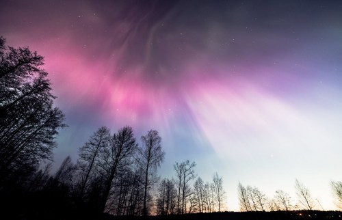 A vibrant aurora borealis lights up the night sky, with purple and pink hues above silhouetted trees.