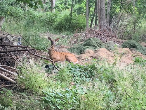 A deer resting among greenery and fallen branches in a wooded area.