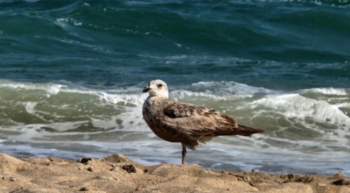 A seagull stands on the sandy beach, with waves gently crashing in the background.