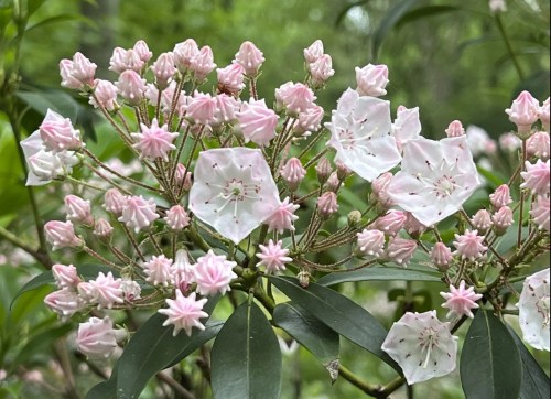 A cluster of pink and white flowers with star-shaped buds, surrounded by green leaves in a natural setting.