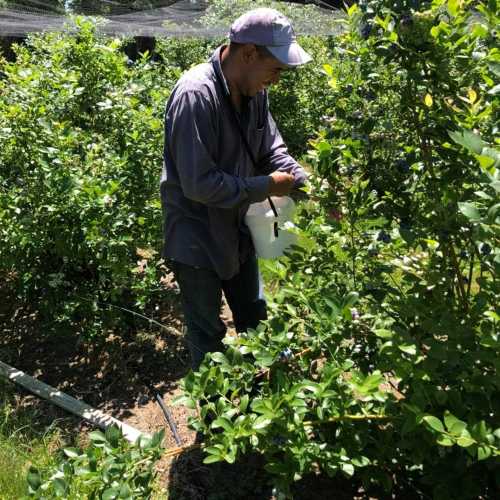 A person in a cap picks blueberries in a lush green field under sunlight.