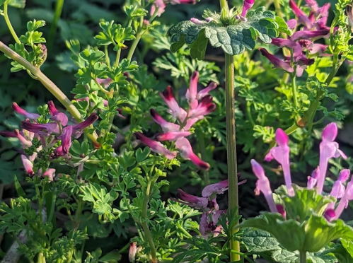 A close-up of vibrant pink flowers surrounded by lush green foliage in a natural setting.