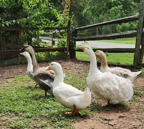 A group of five geese of various colors standing on grass near a wooden fence.