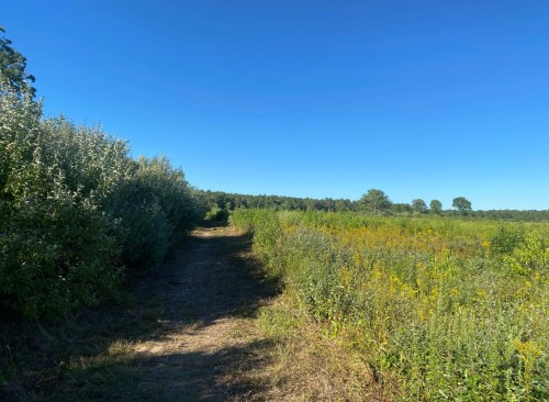 A dirt path winds through a lush green field under a clear blue sky, bordered by trees and wildflowers.